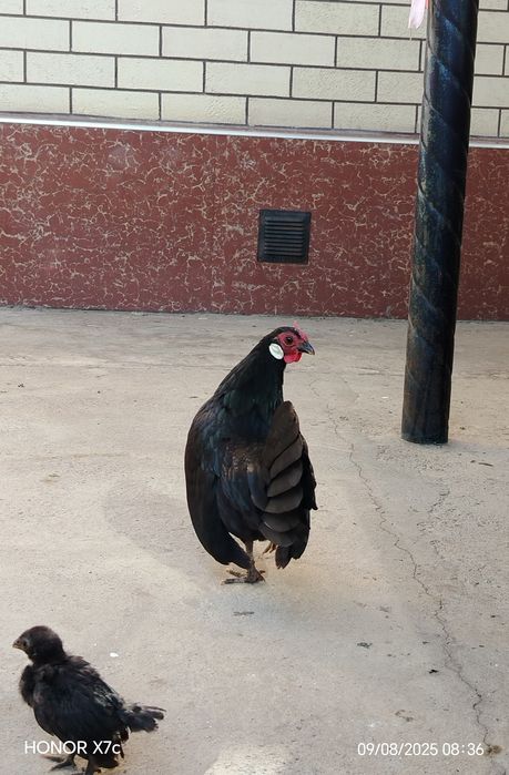 Oq zirak bir juft Xo'roz va tovuqg'i bilan sotiladi