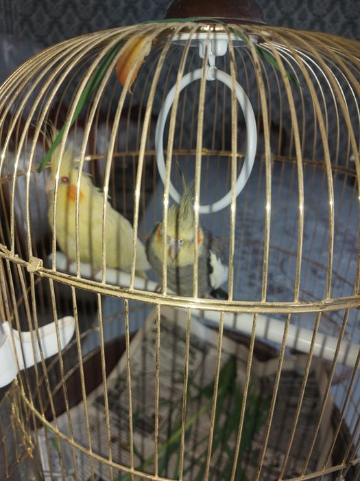 Папугай Карелла 2шт