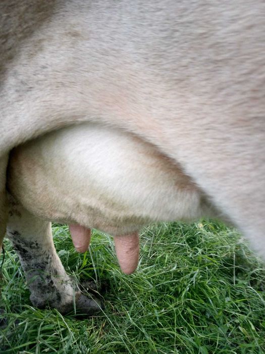 Vând vacă rasa Simmental