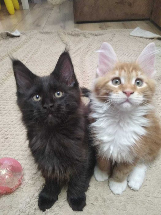 Котята Мейн кун!!!