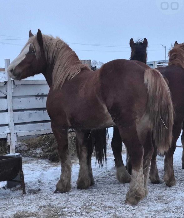 Продам тяжеловозов