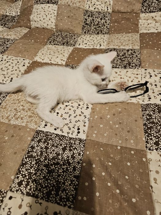 Котенца. Сивичко ,Беличко и два чернички...