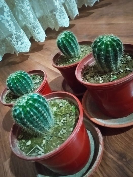 Кактусы большие и маленькие