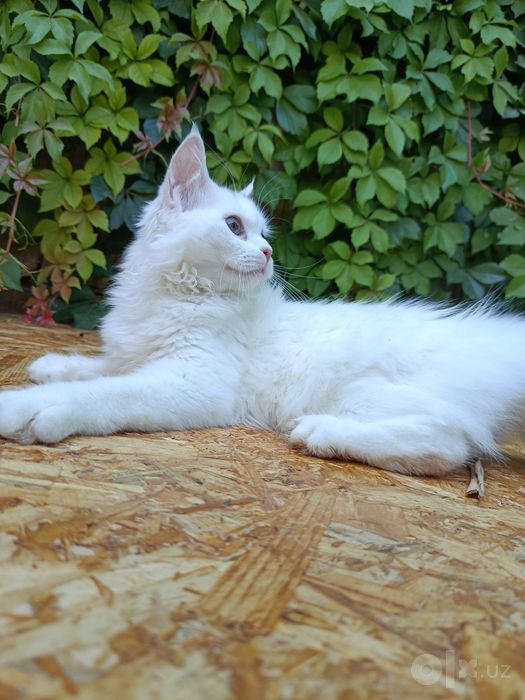 Продается котёнок