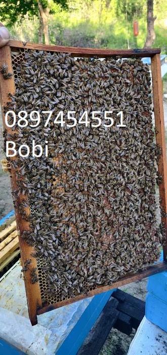 Малки Пчелни Семейства Отводки