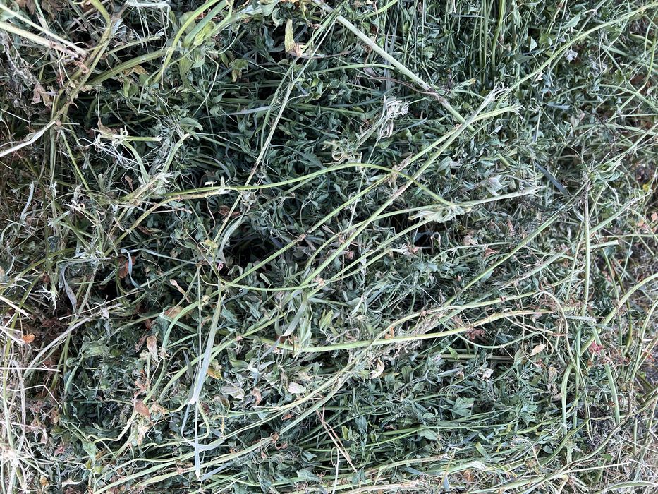 Baloti Lucerna Baloti rotunzi