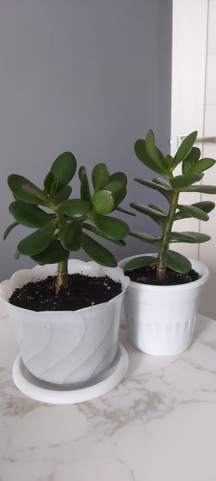 Продам комнатные цветы