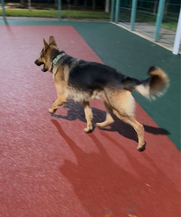 Түркістан овчарка еркек