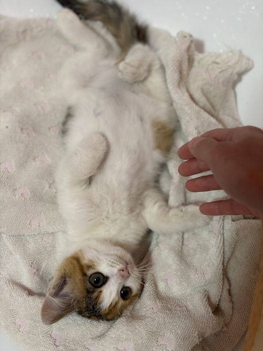 Месячный котенок ищет дом