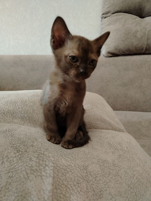 Котята от звёздной пары