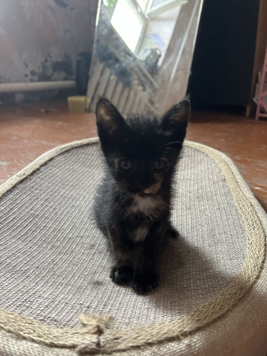 Отдается котенок в добрые руки