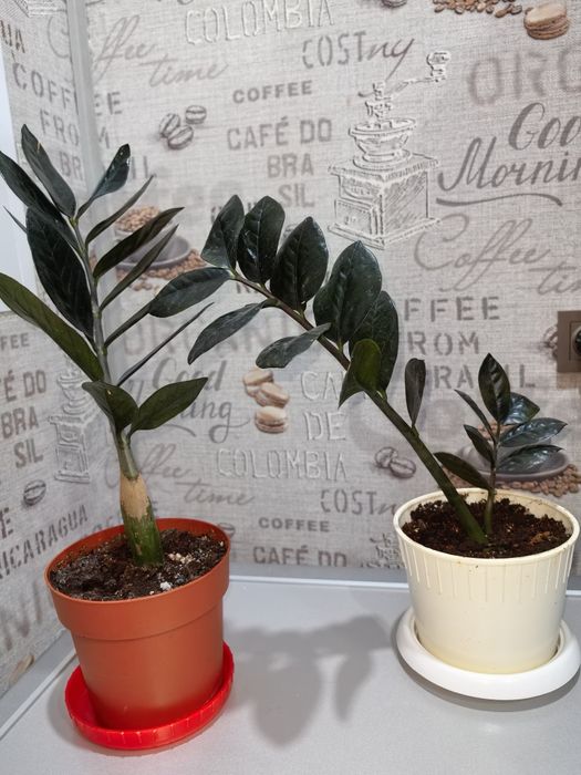 Продаю комнатные цветы