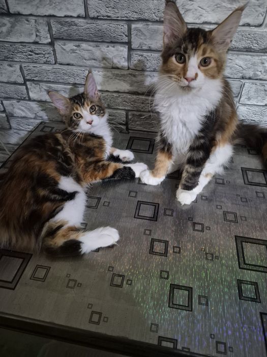 Котята Мейн кун. Готовы к переезду.
