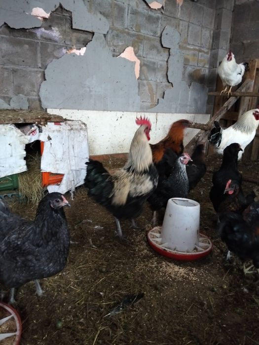 Петухи домашние продам