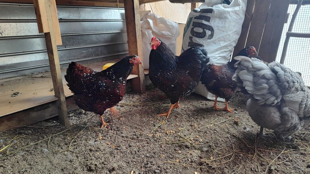 Wyandotte pitic Orange (3+1)și porțelan (5+2)