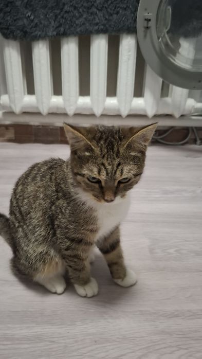 Отдам котенка девочка