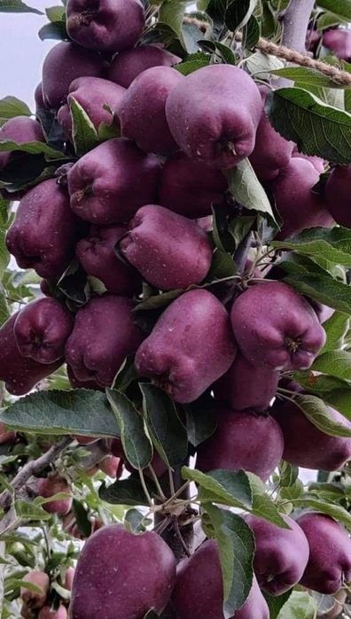 Mar și par la oferta 10 lei bucata- 100-120 de cm diverse soiuri