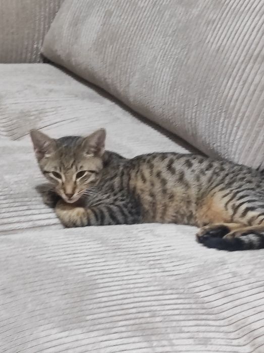 отдам в добрые руки котенка