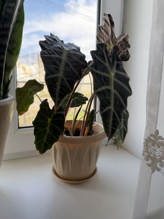 Цветок алоказия полли