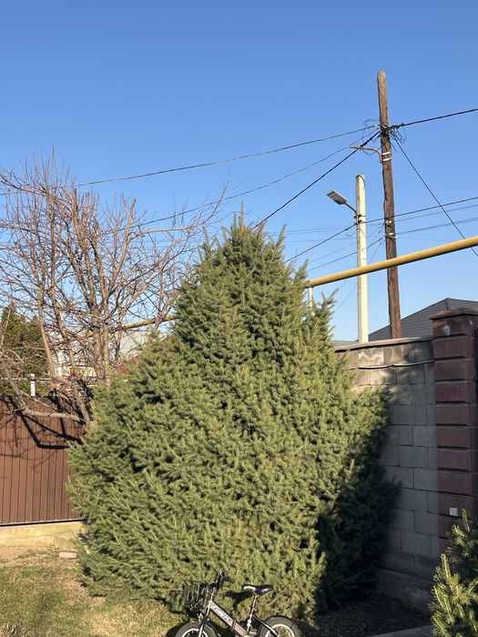 Елка,саженцы,шырша.