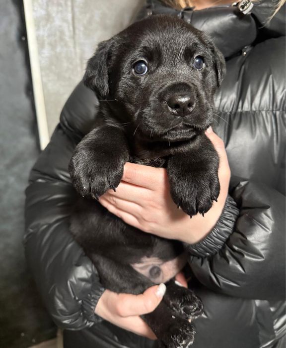 Отдам в добрые руки