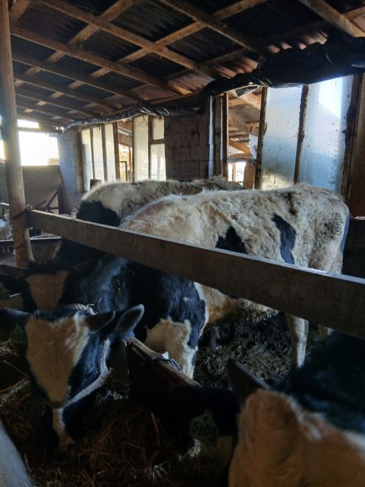 Продается быки