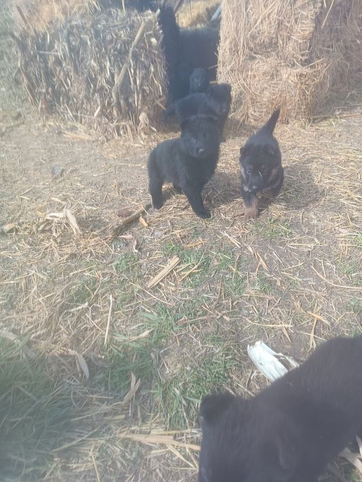 Продам щенков немецкой овчарки