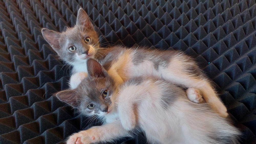 Очаровательные домашние котята