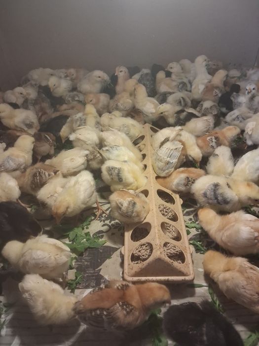 Продам домашних цыплят