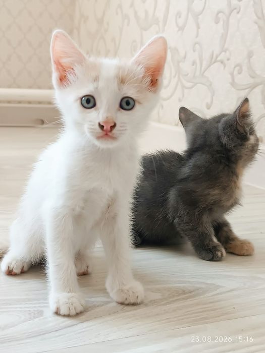 Отдам котят в добрые руки