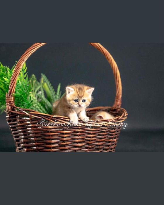 Кукляши малыши
