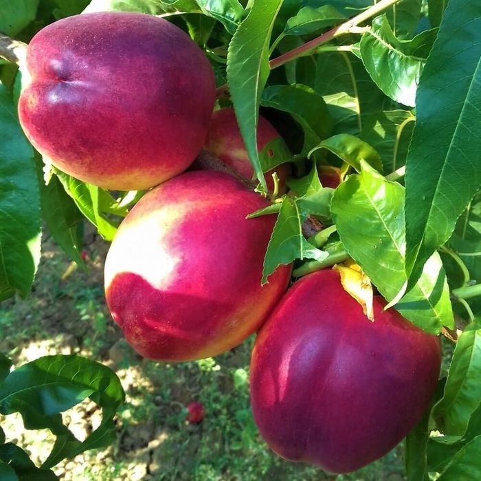 Nectarin (Soiul Venus )