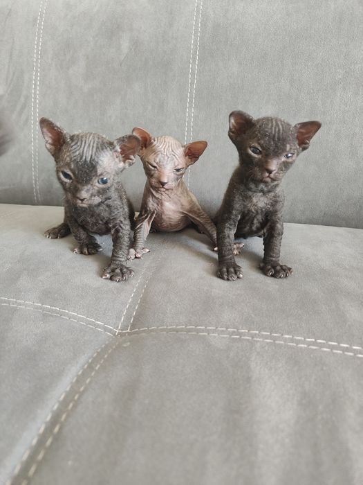 Продам котят донского сфинкса.