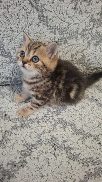 Скоттиш страйт девочка