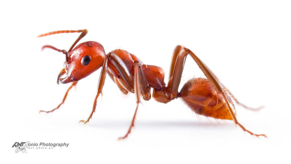 Polyergus rufescens 1/15 (подсаженые рабочие formica clara)