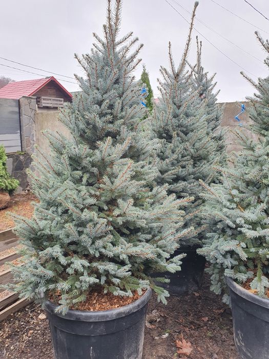 Brazi argintii, verzi normandieni,  extra calitate,  picea , molid
