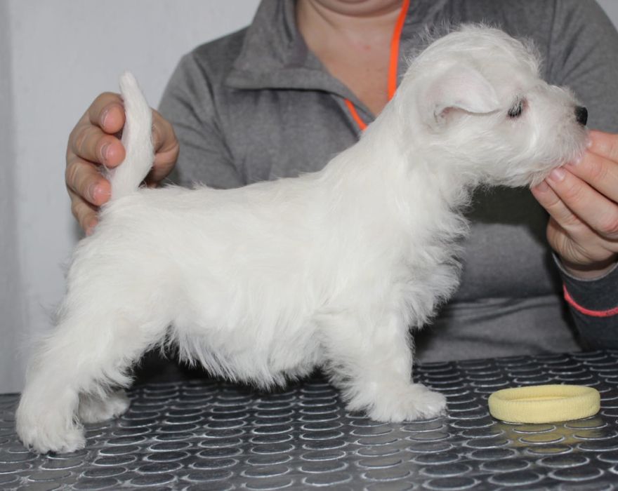 Вест Хайленд Вайт терьер