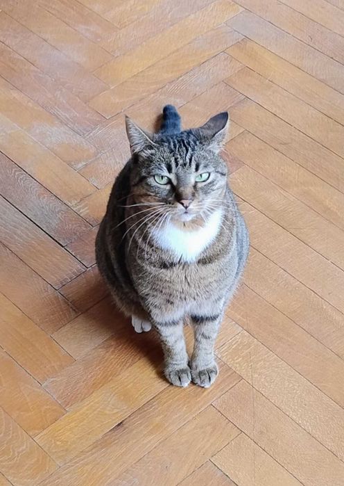 Хери, общителна, сладка дебеланка,  търси дом!
