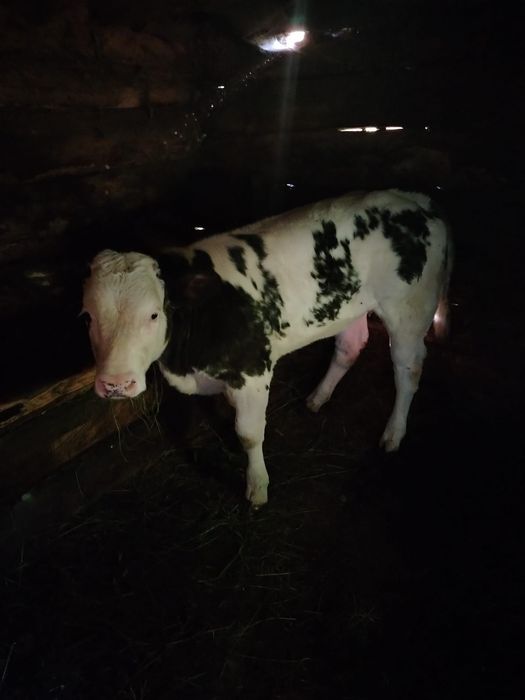 Vacă cu vițel de vânzare