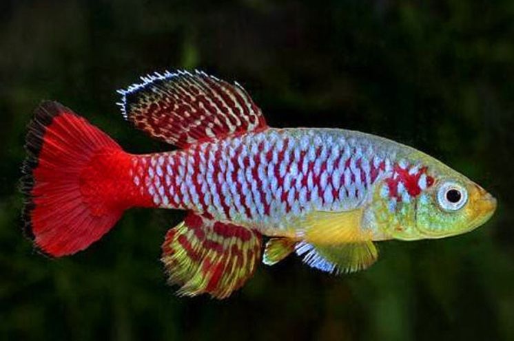 Аквариуные рыбки, оборудование оптом и в розницу