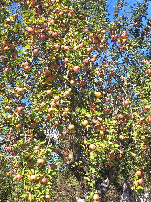 Mere pentru suc si tuica .Localitatea Dorolea jud BISTRITA-NASAUD