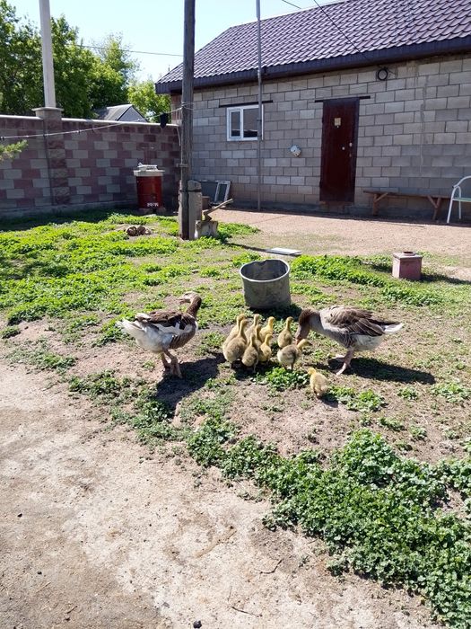 Продам домашних гусей с гусятами