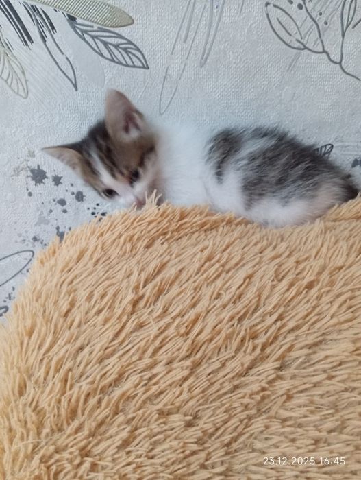 Кошечка  девочка