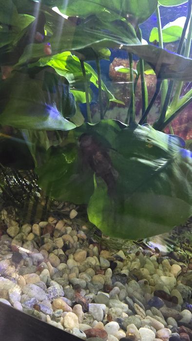 Собак анциструс продам