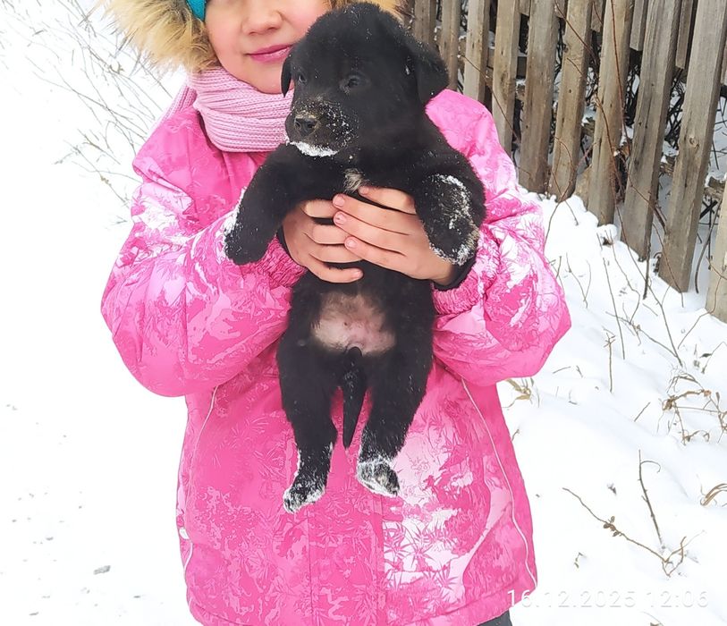 Щенки в добрые руки