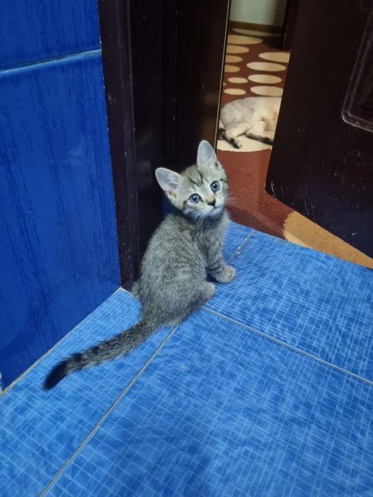 Серебристая шиншилла 2 та боласи билан срочно сотилади