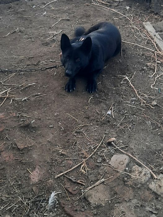 Продам двух собак