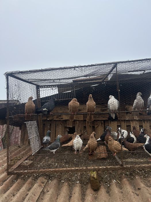 Jucatori pana simpla, pret bun la toti