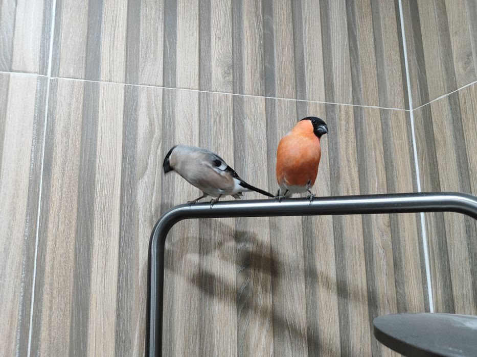 Продам птицы снегири