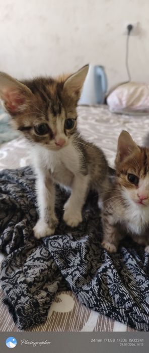 Девочки котята возраст 1 мес